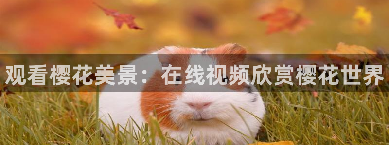 天美星空mv高清免费播放