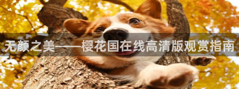 星空传媒电影免费观看
